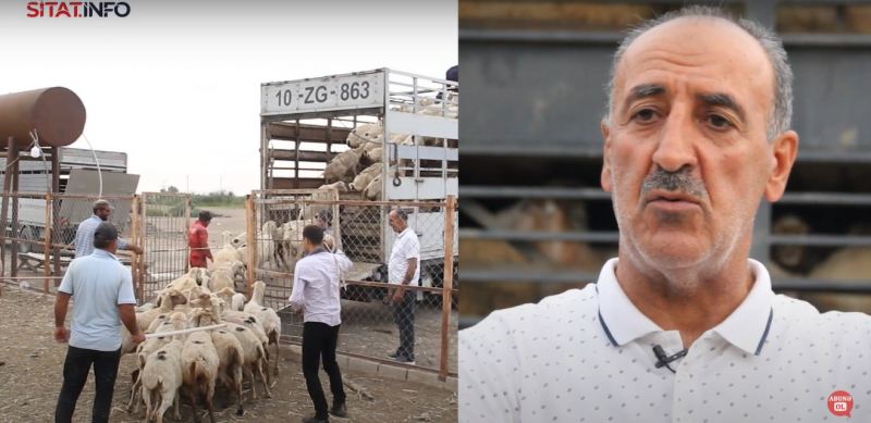 Salyanda qoyunçuluq təsərrüfatı məhv edilir: Suyun qarşısını kəsən \"əjdaha\" kimdir? (VİDEOREPORTAJ)