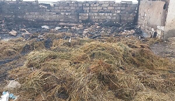 Goranboyda ferma yandırıldı, 230 baş heyvan tələf oldu 