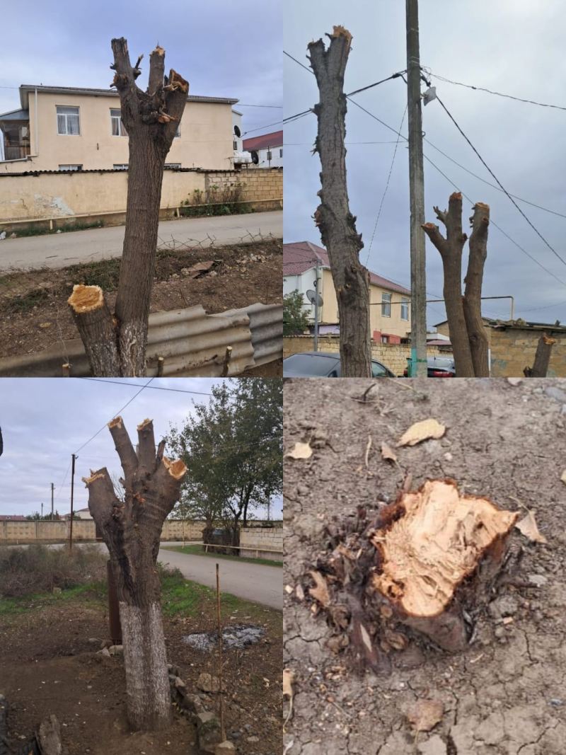 Biləsuvarda ağacları kəsən və təbiəti çirkləndirənlər müəyyən olunub 