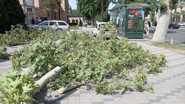 Güclü külək Bakıda ağacları aşırdı - Foto 