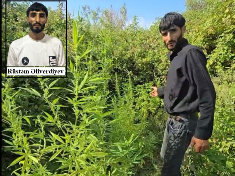 Saatlıda çətənə bitkilərinin gizli yetişdirilməsi üçün istifadə edilən narkotunel aşkarlanıb 
