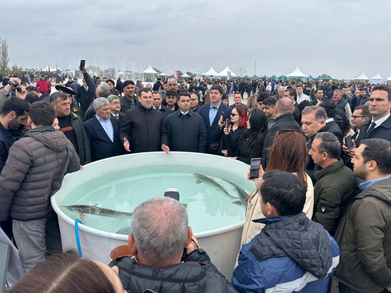 Neftçalada rayonunda \"I Balıq\" Festivalı keçirilib -FOTOLAR 