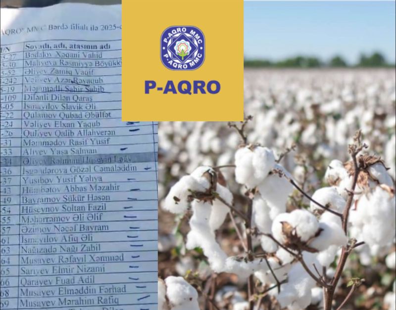 \"P-Aqro” MMC onlarla fermerin pambığını alıb, pulunu vermir -  Vətəndaşlardan ŞİKAYƏT...VİDEO