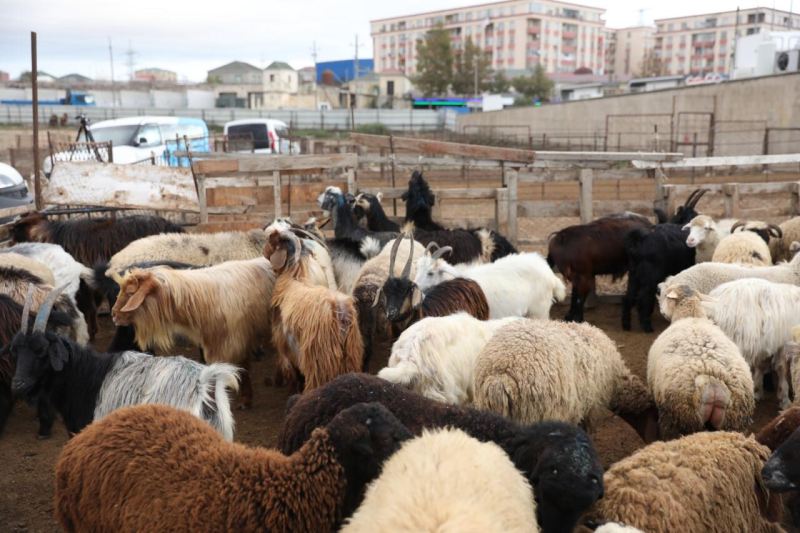 Salyan və Göygöl heyvan bazarları fəaliyyətə başladı -FOTO 
