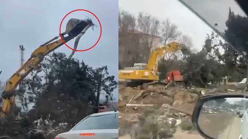 Ekologiya Nazirliyi 1650 ağacı BELƏ \"KÖÇÜRÜR\" - ŞOK VİDEO YAYILDI 