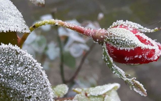 Bakıda 8° şaxta olacaq 