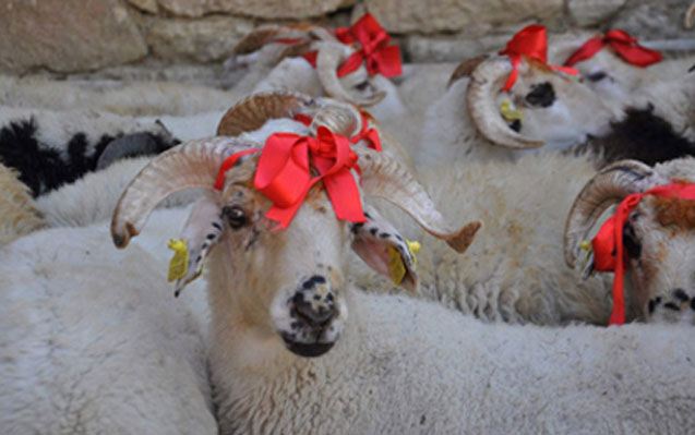 Qurban bayramında leysan olacaq 