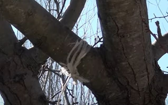 Altı uşaq anası sadəcə işləmək istəyirmiş... - Göyçaydakı dəhşətli hadisənin təfərrüatı (VİDEO)