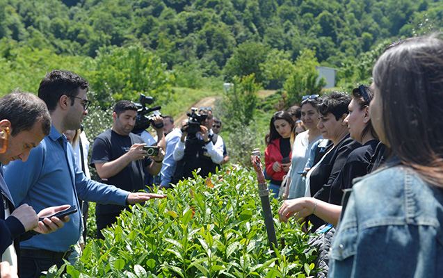 “Azerçay” çay plantasiyalarına mediatur təşkil etdi - VİDEO, FOTOLAR