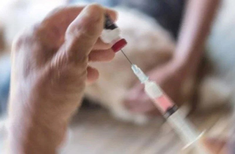Türkiyədə quduz təhlükəsi: 4 məhəllə karantinə alınıb 