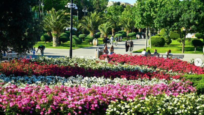 \"Dənizkənarı Bulvar İdarəsi\" ağac və bitki alışına yarım milyon manat vəsait xərcləyəcək 