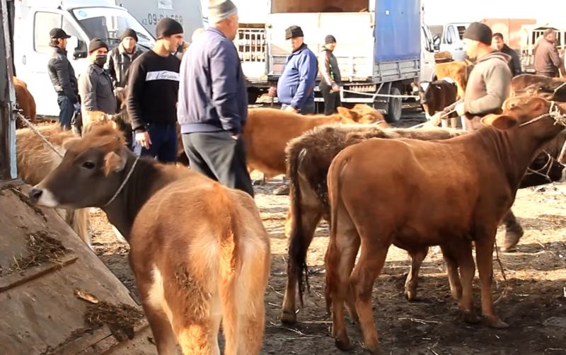 Bu gündən heyvan bazarları bağlanır 