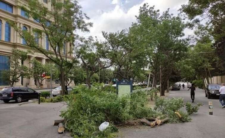 Bakıda qadın ağacın altında qaldı 