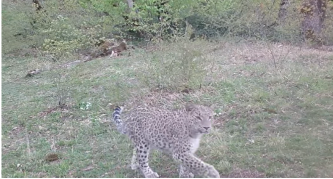 В Гирканском парке леопард попал в объектив камеры - ВИДЕО