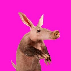 Aardvark VARK Logo