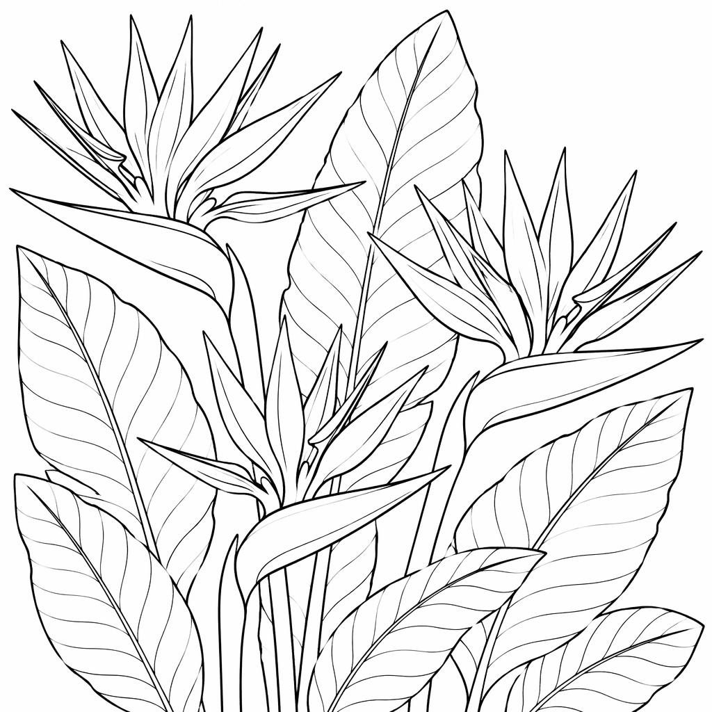 Illustration en noir et blanc d’oiseaux du paradis en style botanique, contours simples et formes fermées à colorier.