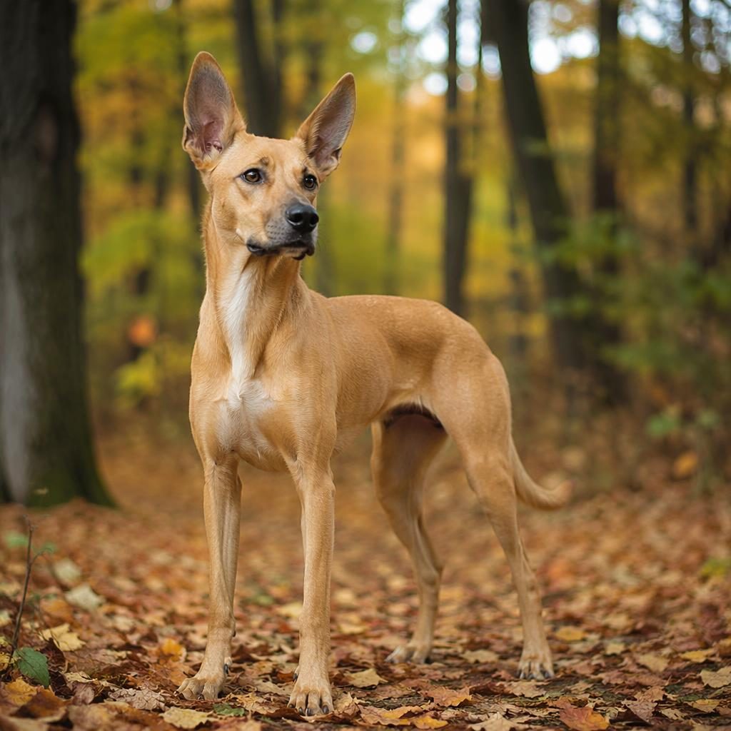 Studio-style portrait of a Great Dane Chihuahua mix dog in an autumn forest with soft light and realistic fur