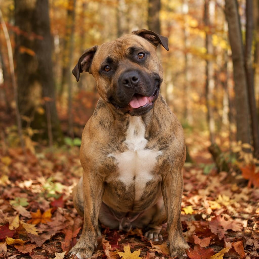 Single senior mixed-breed dog in a watercolor autumn forest, relaxed and friendly, with realistic fur and soft light.