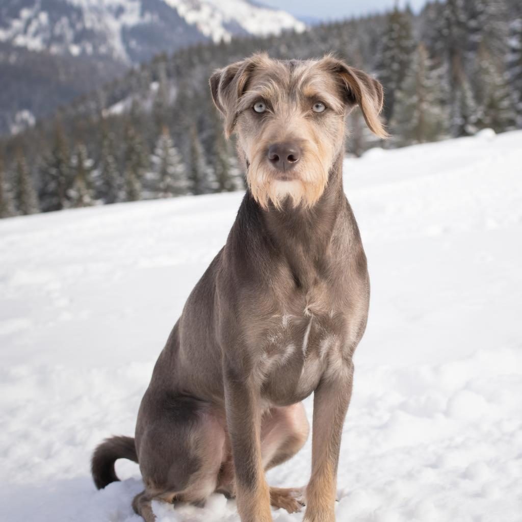 Illustrated adult aussie border collie mix dog standing in a snowy landscape with a relaxed expression and detailed fur