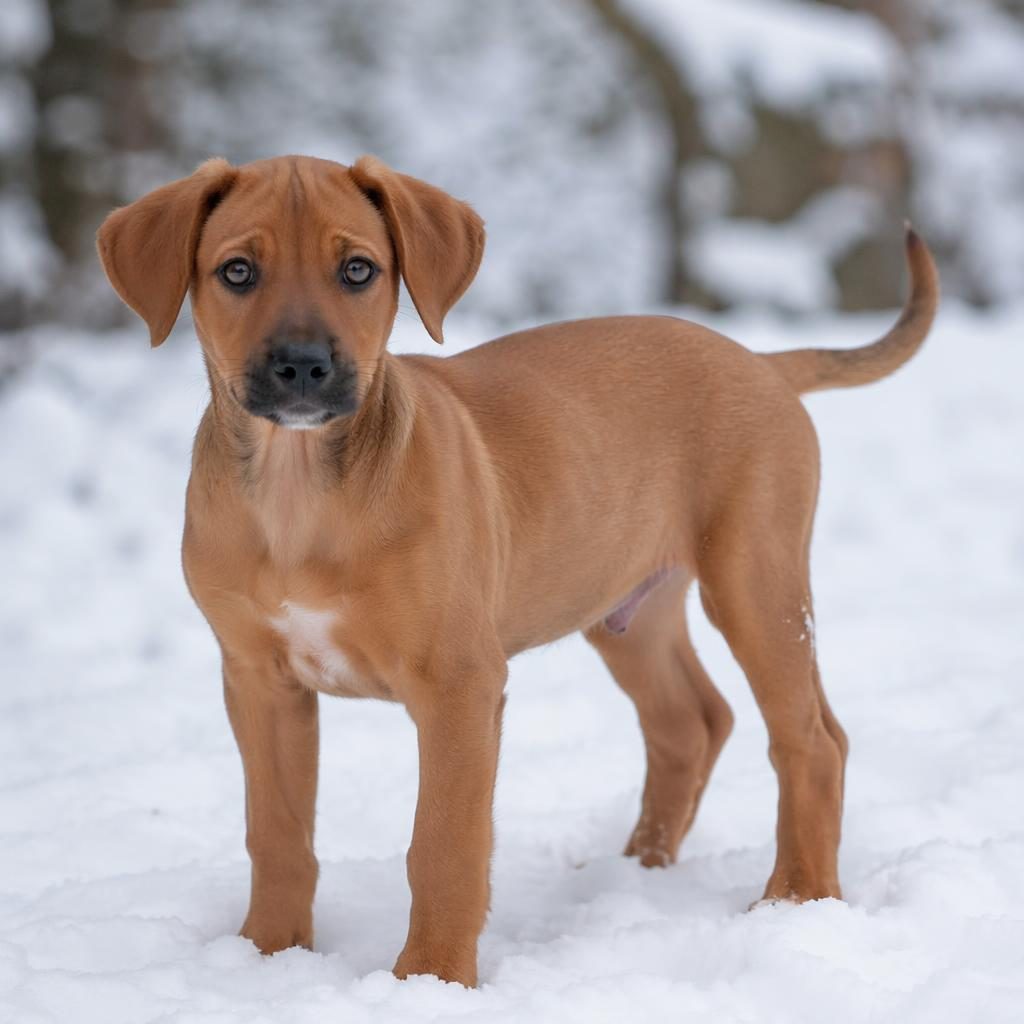 Fotorealistisches Porträt eines freundlichen Ridgeback-Jack-Russell-Mix-Welpen in verschneiter Landschaft.