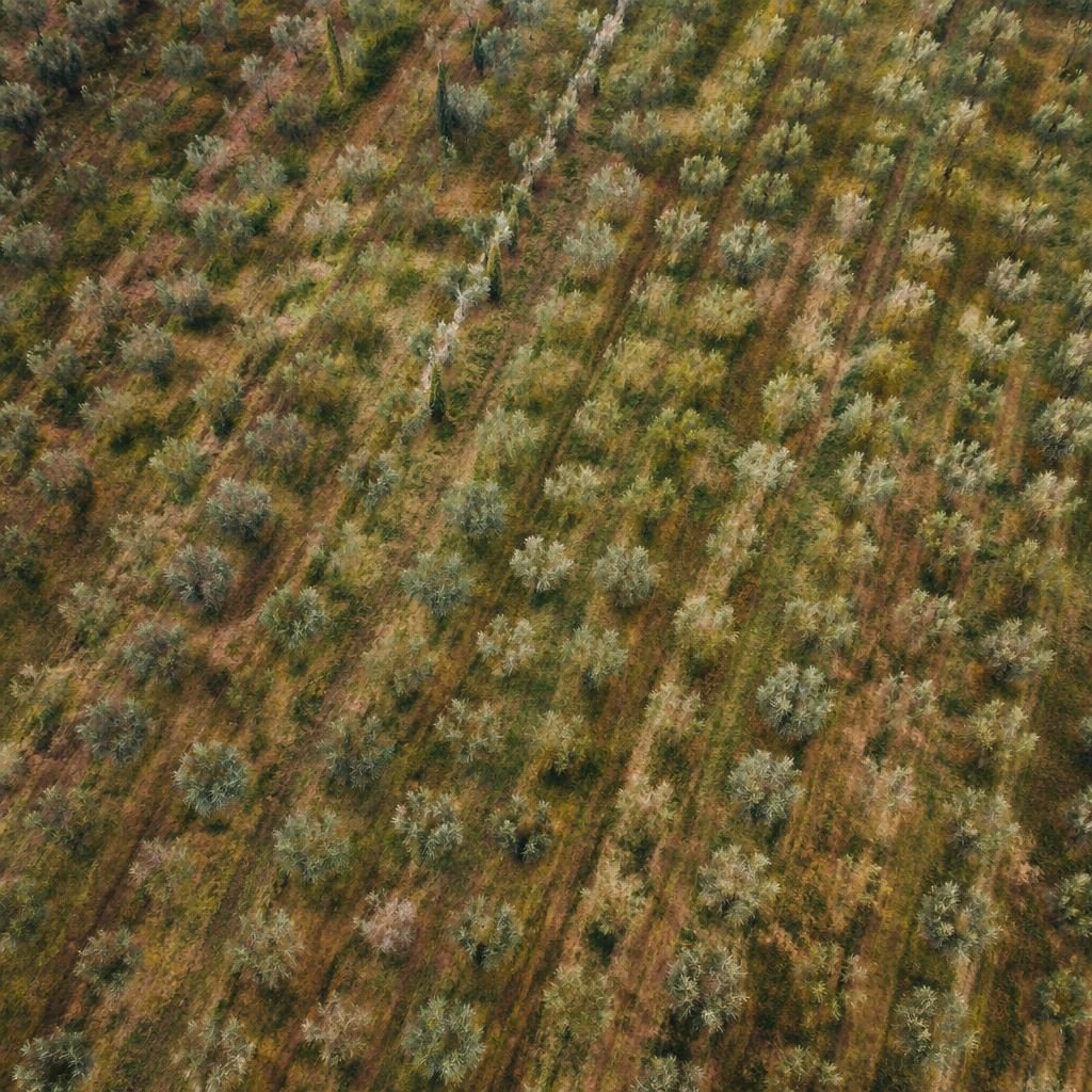 Photo aérienne verticale d’une oliveraie en Toscane, rangées régulières, tons terre d’automne et lumière douce couverte.