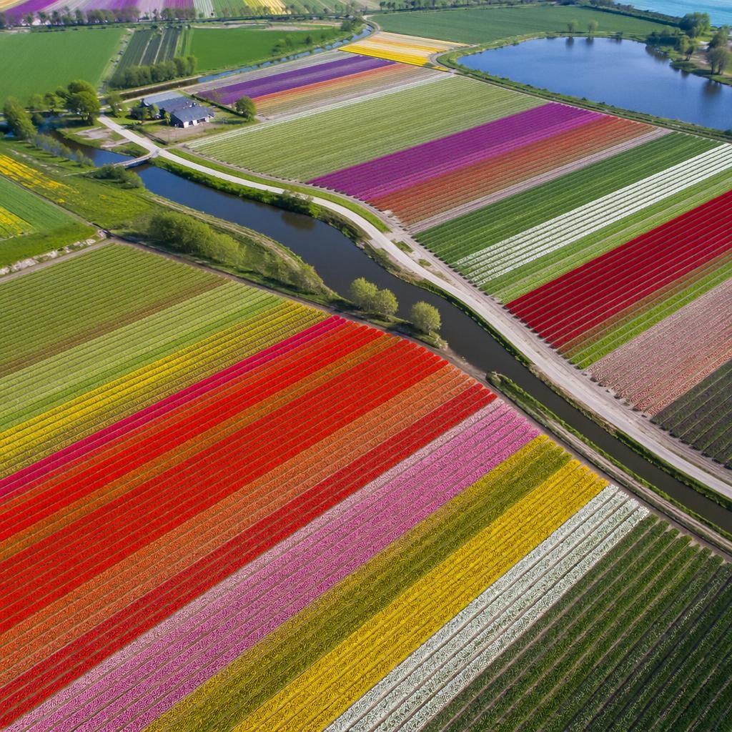Vista aérea con dron de campos de tulipanes en franjas de colores en Holanda, con detalle nítido y luz de mediodía