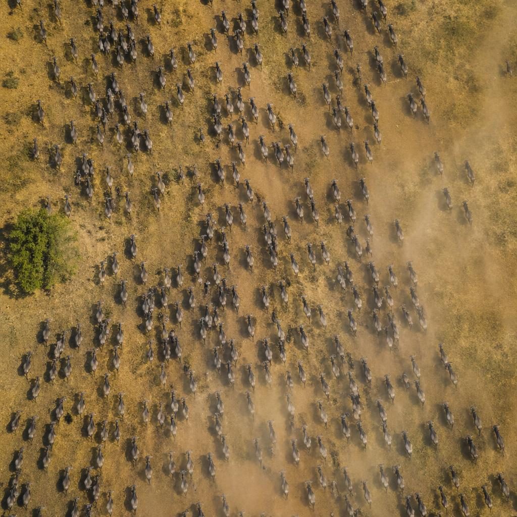 Vista cenital con dron de una gran manada migratoria en la sabana al atardecer, con ángulo inclinado y detalle nítido.