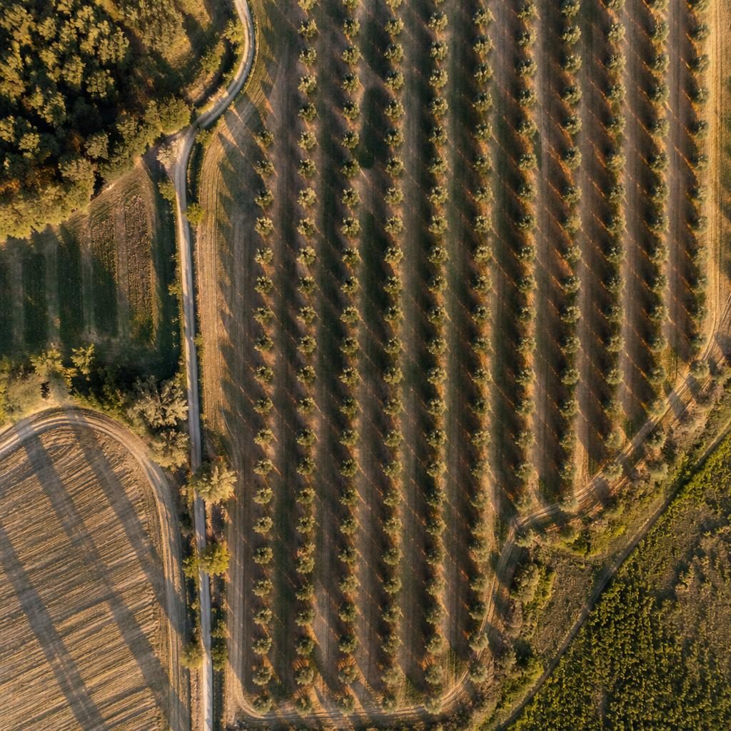 Top-down drone view of Tuscany olive grove rows in patchwork farm fields at golden hour with cool blue coastal tones.