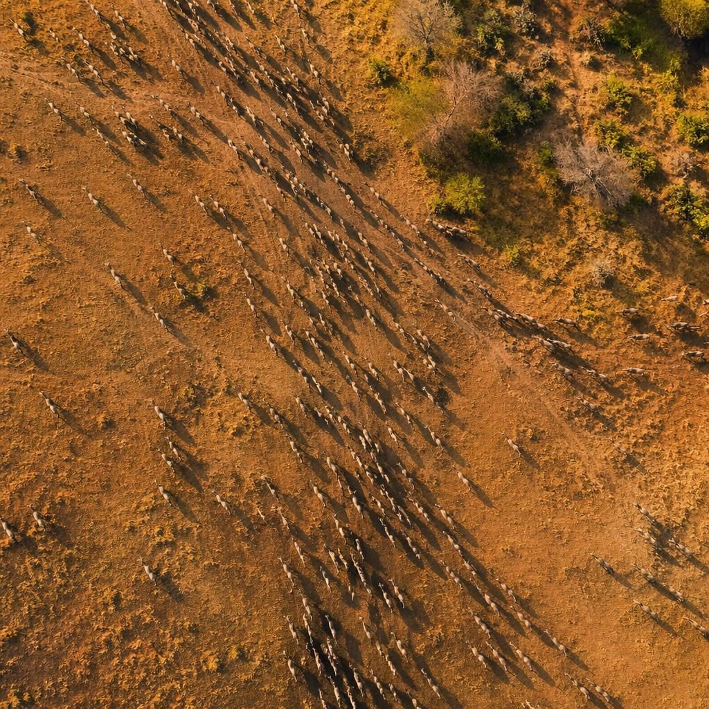Top-down drone view of a savannah migration herd crossing patchwork farm fields at golden hour.