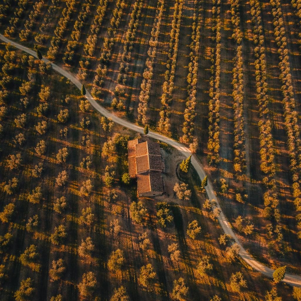 Top-down drone view of neat olive grove rows in Tuscany at golden hour with vibrant realistic color.