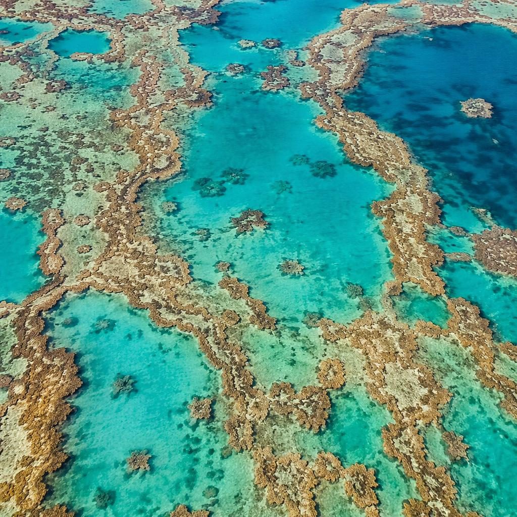 Top-down drone aerial of Great Barrier Reef coral patterns at golden hour with sharp natural detail and saturated colors.