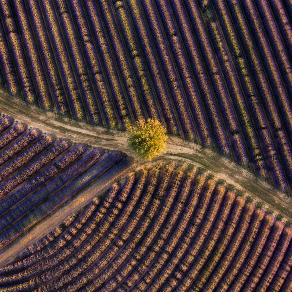 Top-down drone view of a river winding through a valley beside striped Provence lavender fields at golden hour.