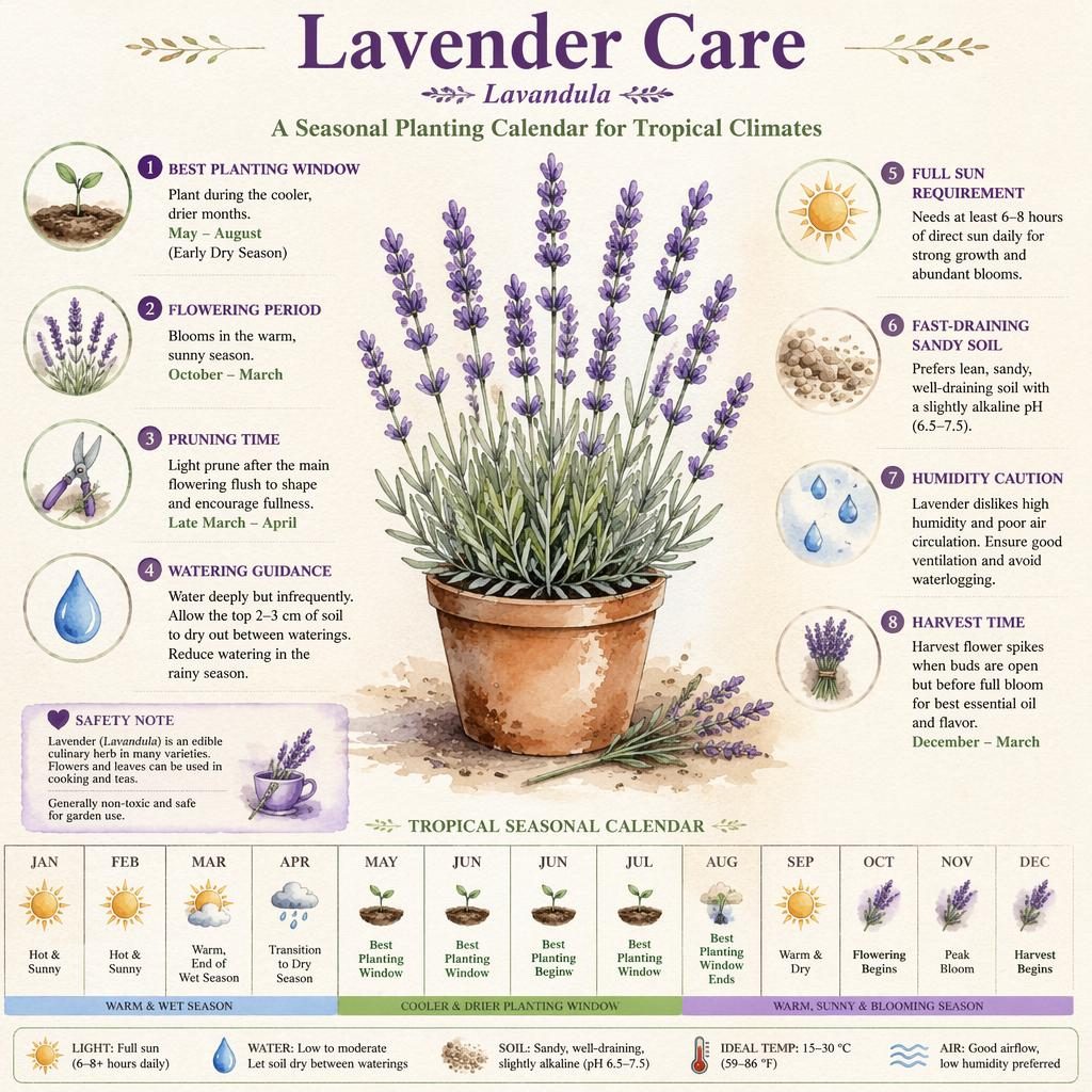 Botanical lavender care infographic with tropical seasonal calendar, watercolor callouts, icons, and harvest guidance.