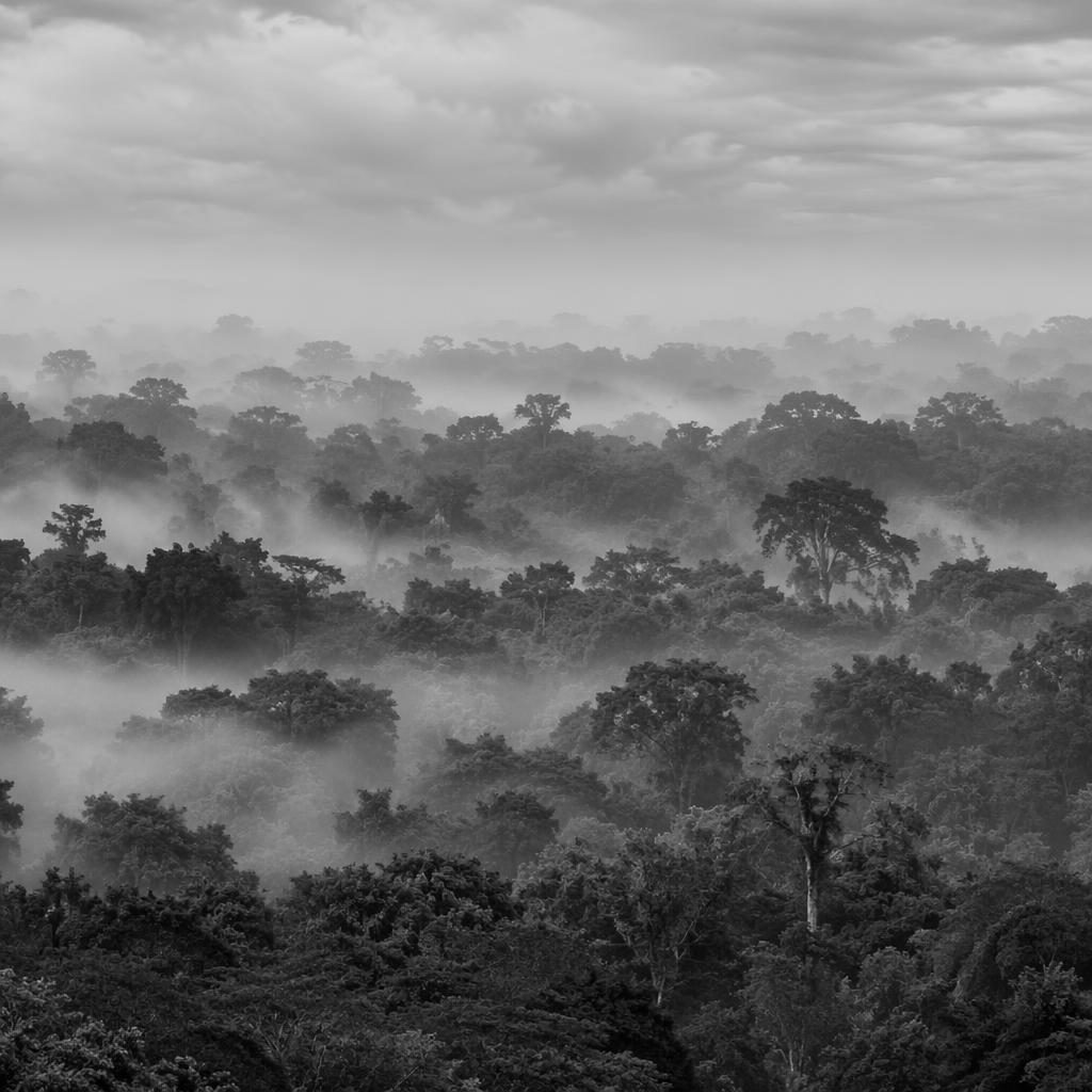 Mist drifting through the Amazon canopy at morning under overcast light, with layered rainforest foliage in sharp focus.