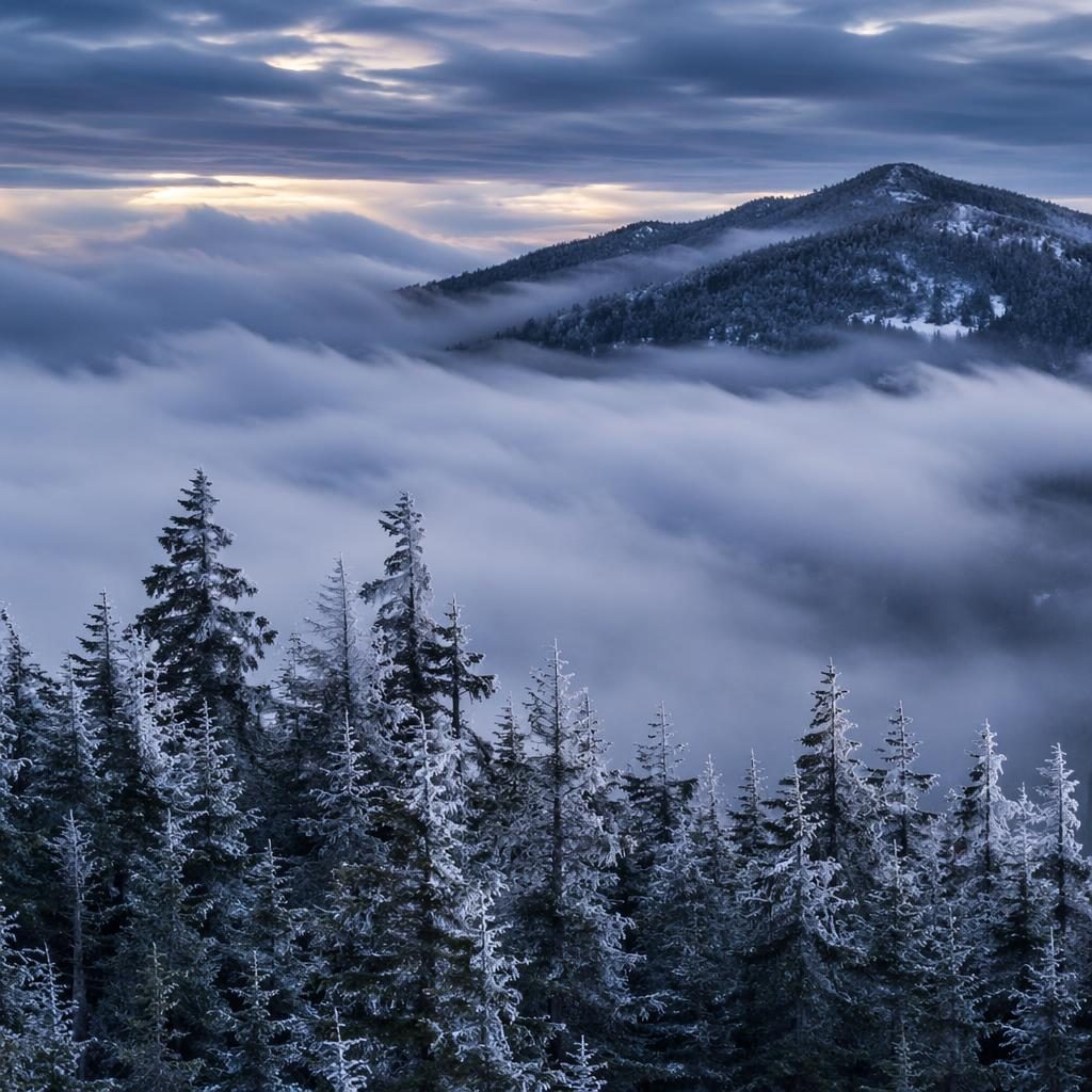 Dense winter forest at dusk in the Great Smoky Mountains, with blue fog, silver light, and sharp atmospheric detail.