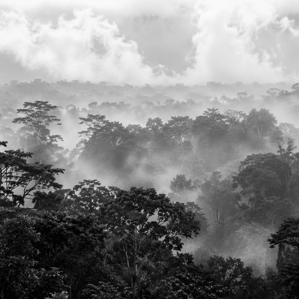 Black and white landscape of mist drifting over the Amazon canopy at morning, with soft pastel tones and dramatic light.