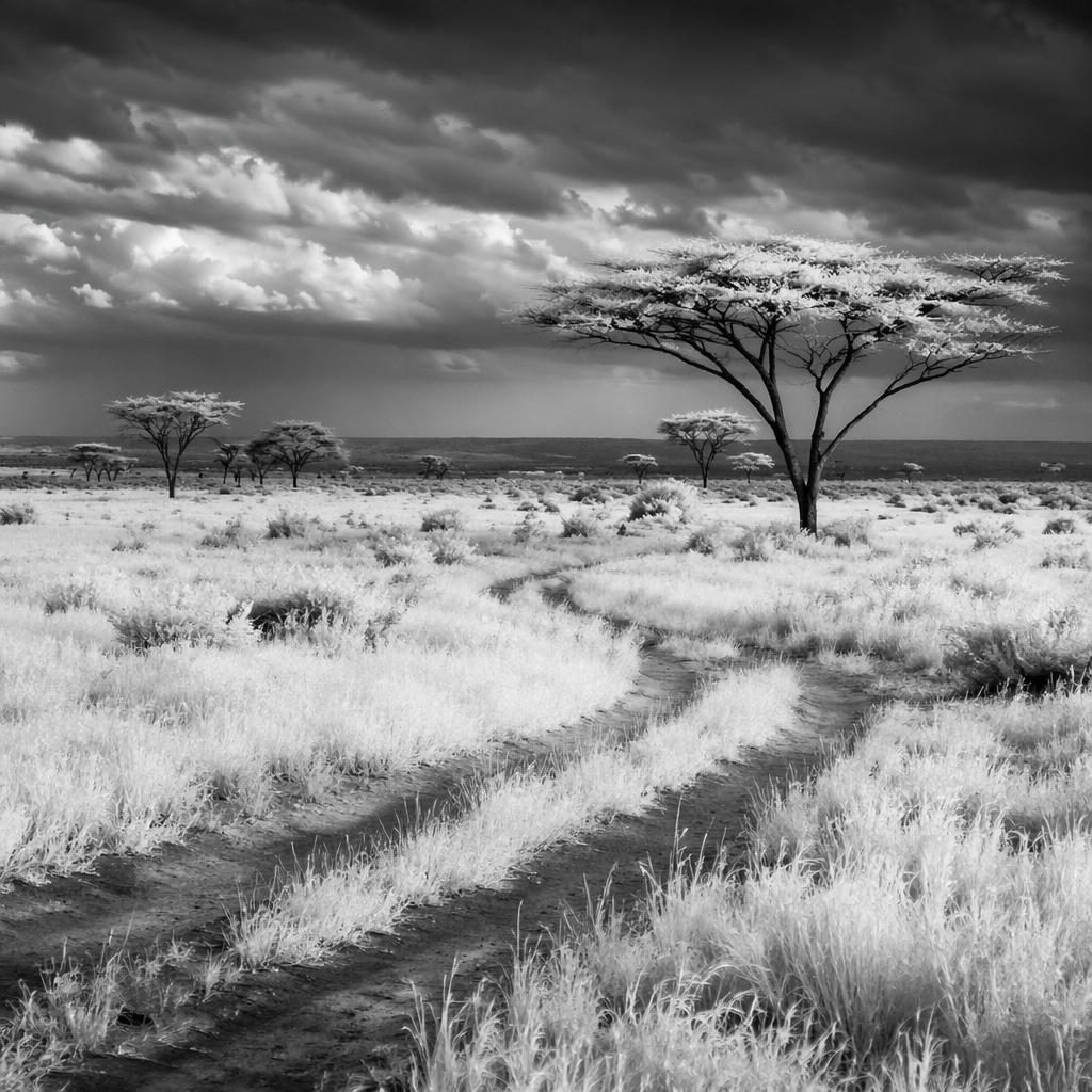 Black and white infrared-style view of Serengeti grassland at dusk under stormy skies with sharp detail and dramatic light.