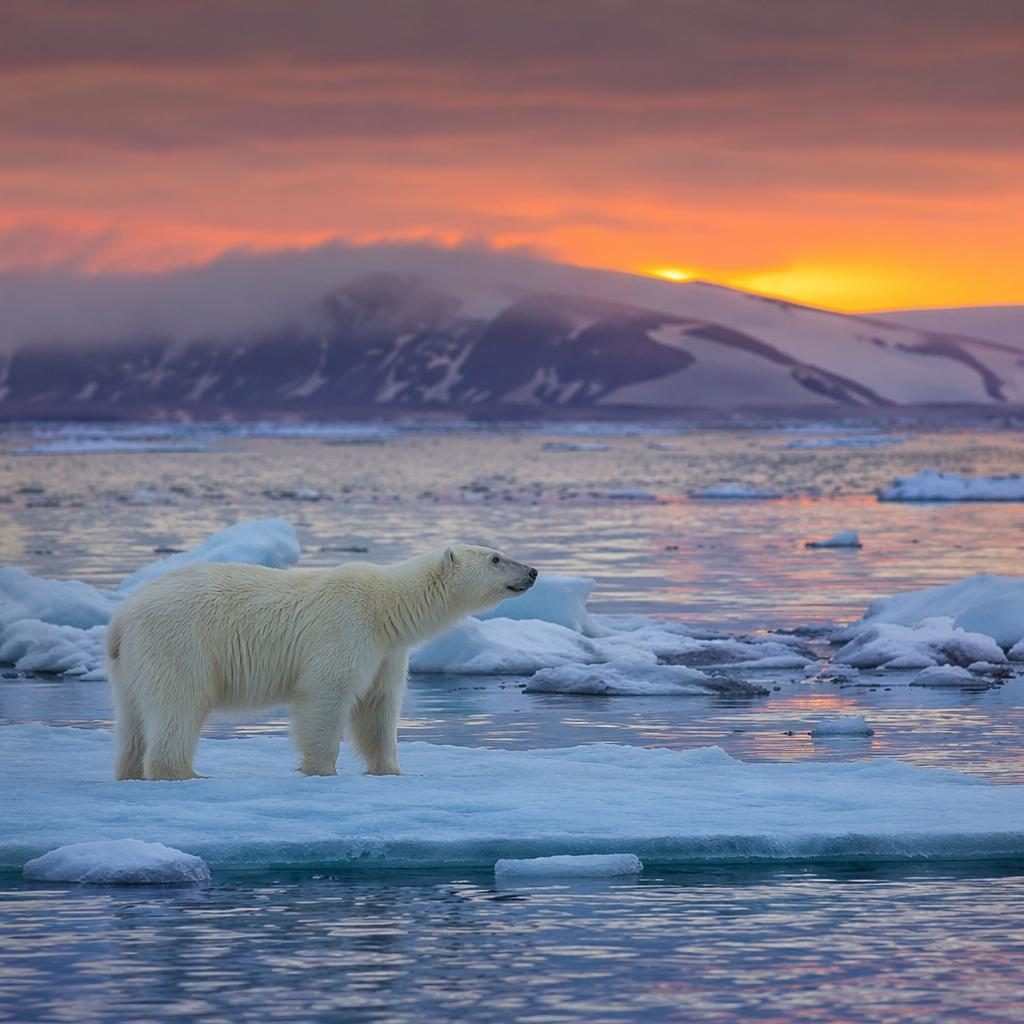 Polar bear on Arctic ice at blue hour twilight with a volcanic landscape backdrop and dramatic spring light