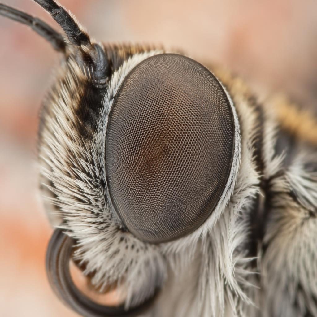Primerísimo plano macro de un ojo compuesto de mariposa con textura fotorealista, luz anular y fondo pastel desenfocado.