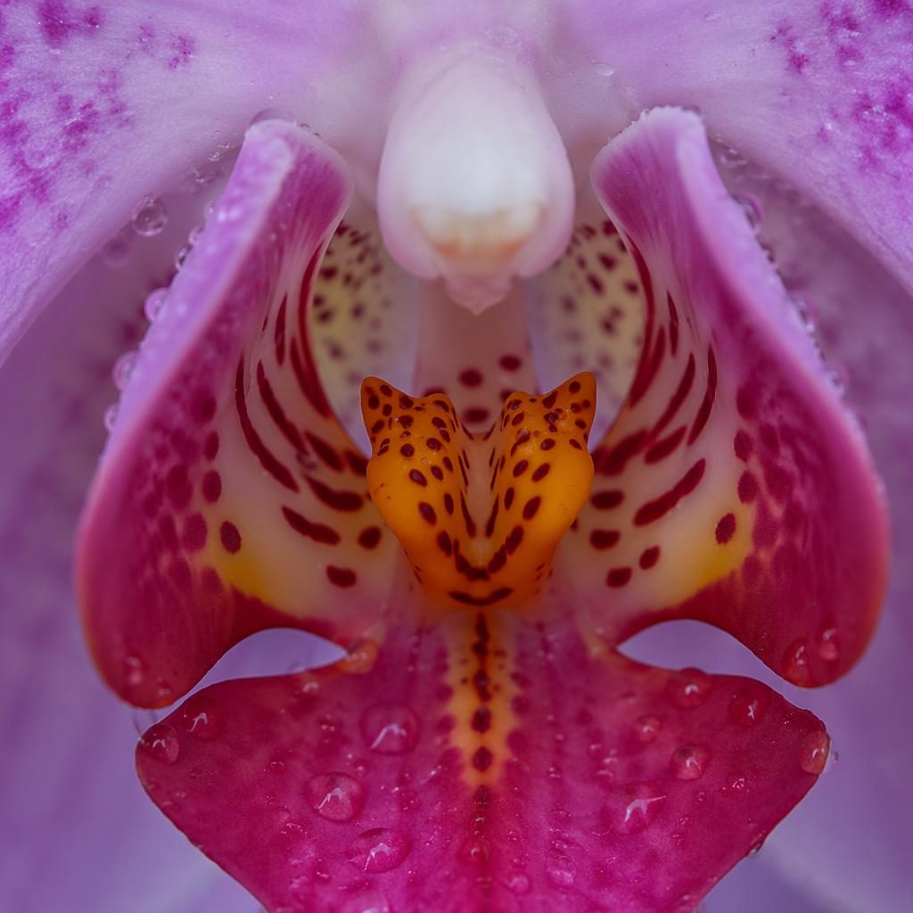 Macro close-up of an orchid throat with glistening water droplets, soft studio light, and a shallow depth of field