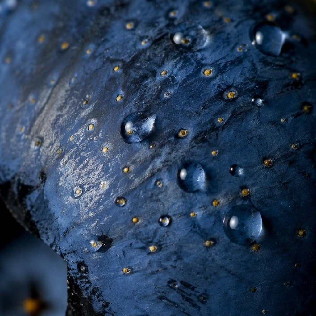 Macro close-up of fruit peel pores with tiny water droplets, cool blue tones, and very shallow depth of field