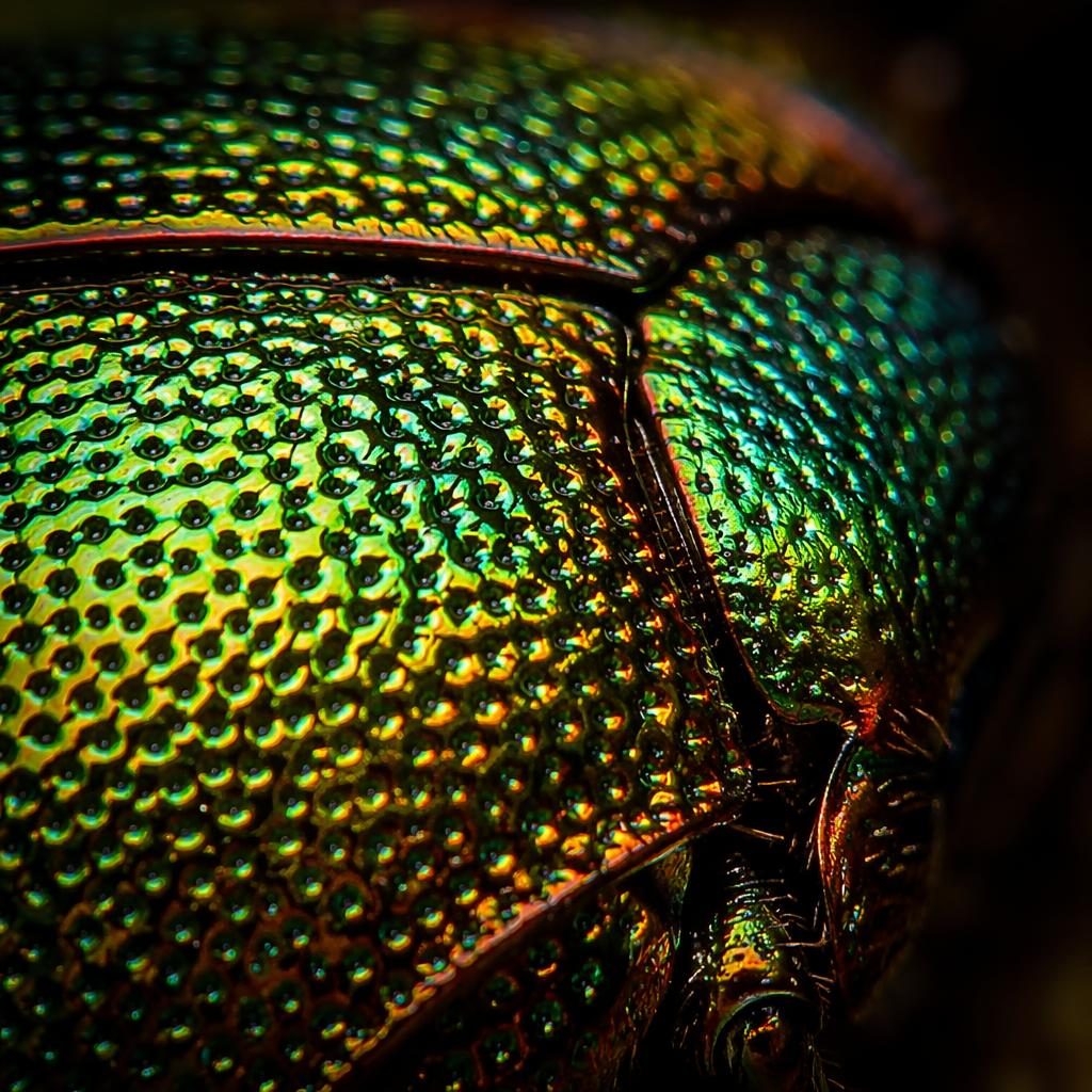 Macro close-up of an iridescent beetle shell with vivid texture, moody lighting, and creamy bokeh background.