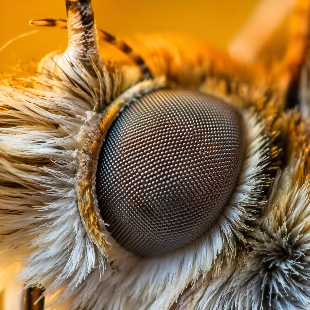 Macro photo of a butterfly compound eye with golden hour light, creamy bokeh, and highly detailed magnified texture