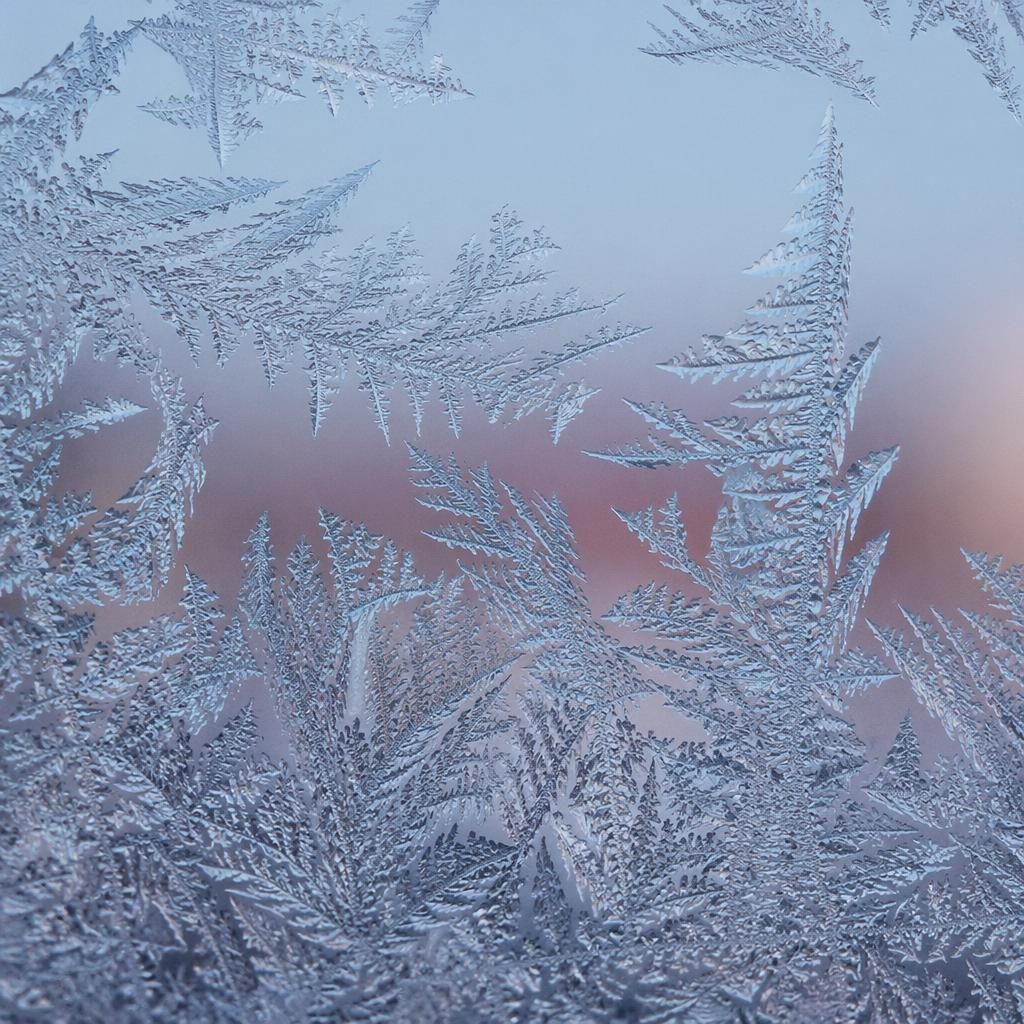 Macro close-up of seeds on a frost-covered window with ring light, pastel tones, and crisp focus-stacked detail.