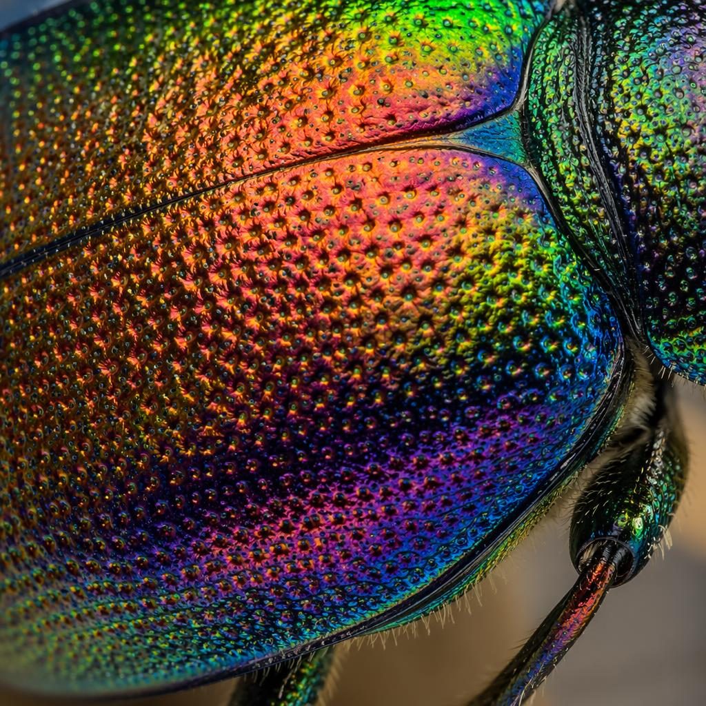 Macro close-up of an iridescent beetle shell with rainbow sheen, backlit translucence, and sharp focus-stacked detail