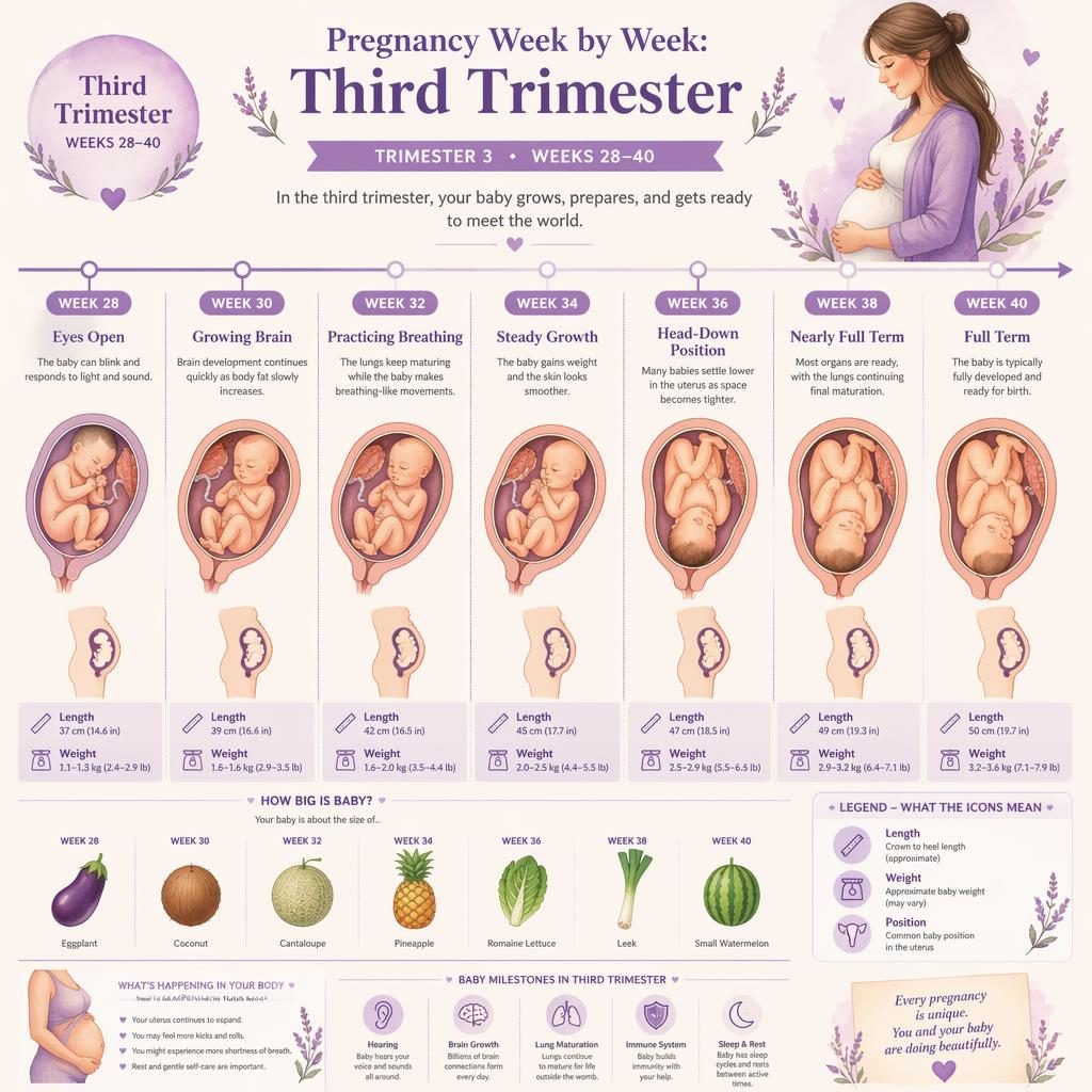 Aquarell-Infografik zum dritten Trimester mit Zeitleiste Woche 28–40, Fötus-Illustrationen, Größenvergleich und Meilensteinen.