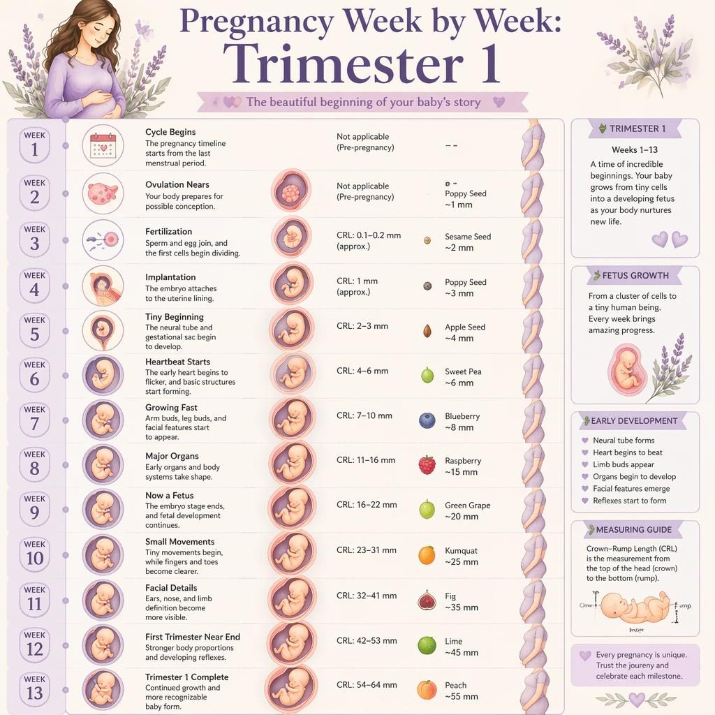 Vertikale Schwangerschaftsinfografik zu Trimester 1 mit Wochen 1 bis 13, wachsendem Fötus, Bauchverlauf und sanften Lavendeltönen.