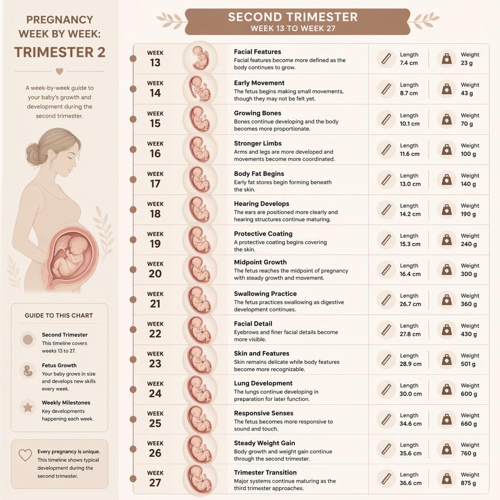 Infographie verticale du 2e trimestre, semaines 13 à 27, avec frise centrale, illustrations du fœtus et repères taille-poids.