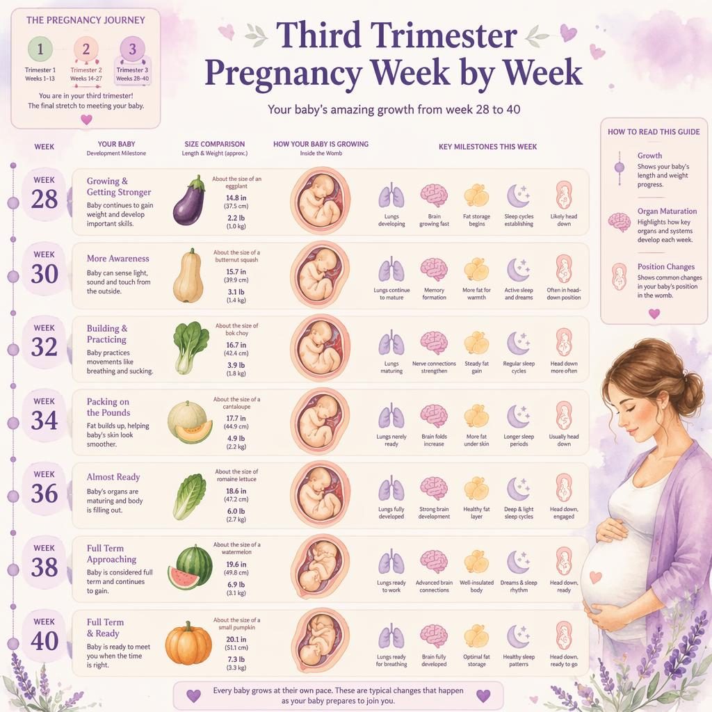 Vertikální infografika 3. trimestru s časovou osou 28–40. týden, ilustracemi růstu plodu, milníky a jemnými ikonami orgánů.