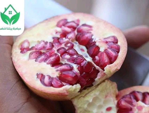 النباتات الطبية